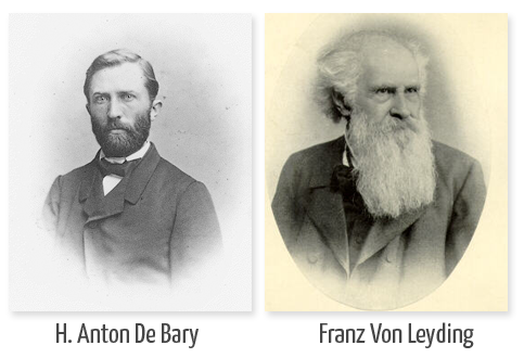 Consideración de que el protoplasma es insoluble