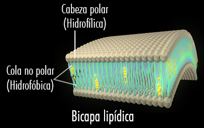 Se deduce la formación de la membrana