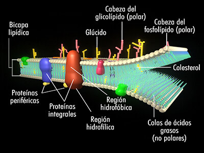 Propuesta del modelo del “Sandwich”
