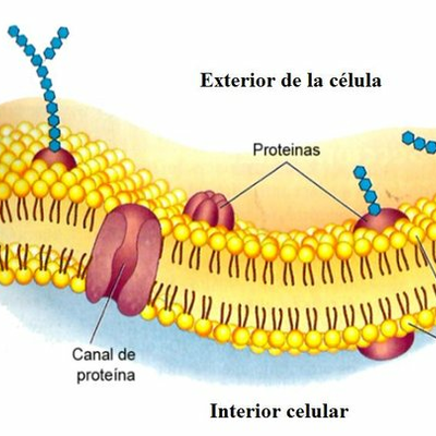 Timeline: Modelo del mosaico fluido