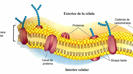 Timeline: Modelo del mosaico fluido