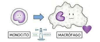 Células presentes durante la inflamación crónica