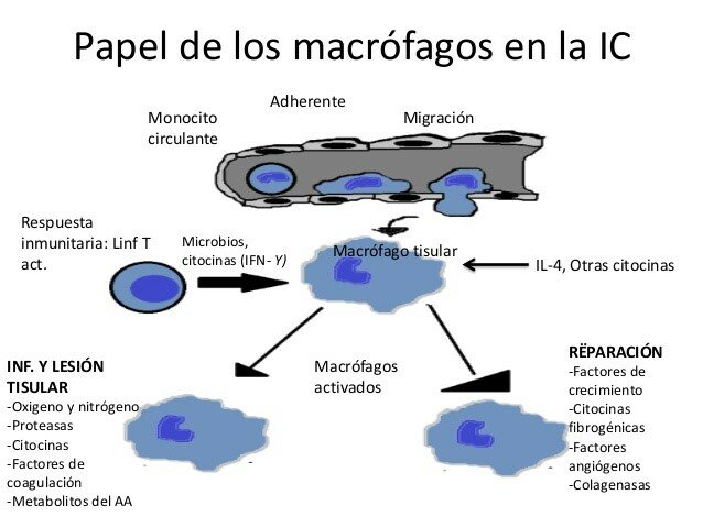 Características en la inflamación crónica