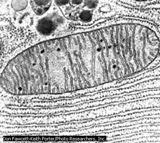 Mitmerakuliste organismide teke