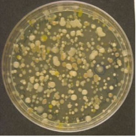 Made a Nutrient Agar Plate