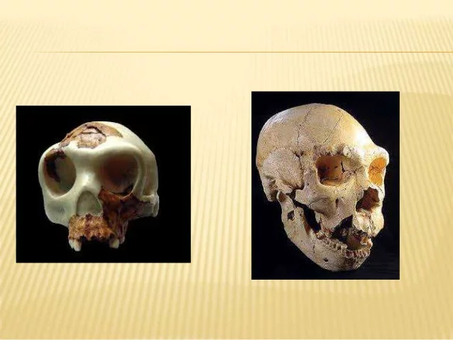 1. Homo Antecessor y Heidelbergensis