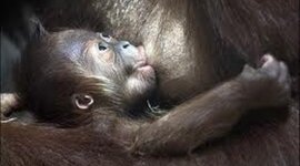 Timeline: Empiezo a vivir