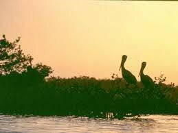 Pelican Island, Florida named first national wildlife refuge