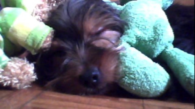 Luísa ganha seu cachorro