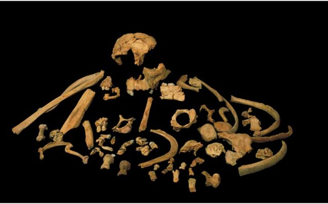 Homo antecessor (encontrado en la gran Dolina de Atapuerca) fecha