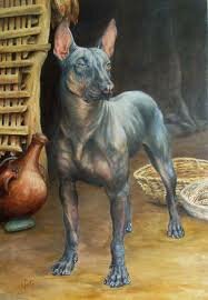 Perro xoloetzcuincle