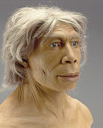 Homo neanderthalis