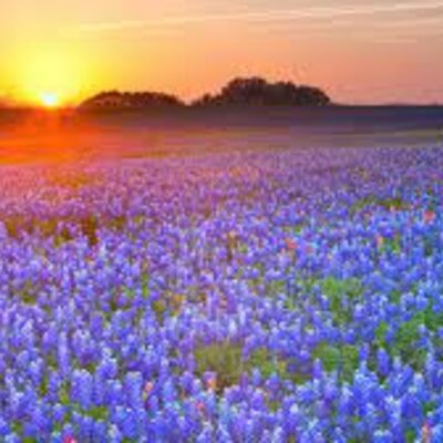 Timeline: 1900 to 2000 - Callie Wilemon