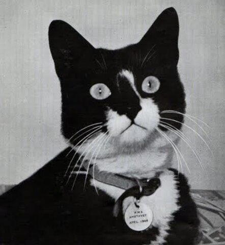 The cat who survived 3 shipwrecks