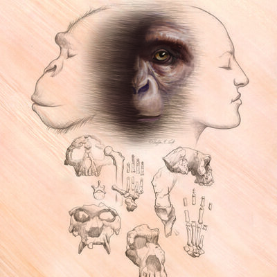 Timeline: Humanidad - RSHMA