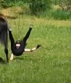 Rachel falls off her horse