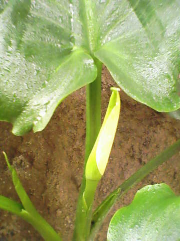 le eche aguita para que se vea mas chevere