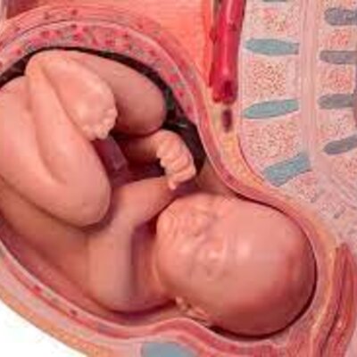 Timeline: ETAPAS DE LA GESTACIÓN