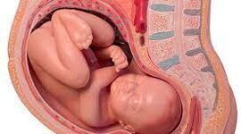 Timeline: ETAPAS DE LA GESTACIÓN