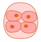 Primer mes de embarazo (semana 1-4)