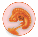 Segundo mes de embarazo (semana 5-9)