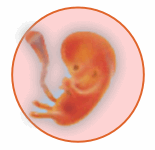 Tercer mes de embarazo (semana 10-13)