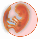 Cuarto mes de embarazo (semana 14-17)