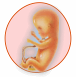 Quinto Mes de embarazo (semana 18-22)