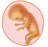 Sexto mes de embarazo (semana 23-27)