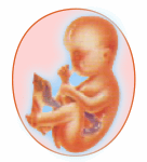 Séptimo mes de embarazo (semana 28-31)