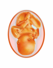 Octavo mes de embarazo (semana 32-36)