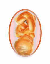 Noveno mes de embarazo (semana 37-40)