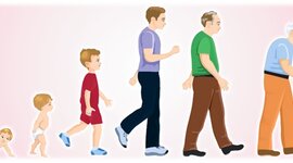 Timeline: Etapas de desarrollo huano