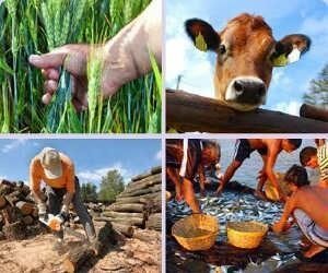 Actividades primarias y terciarias.