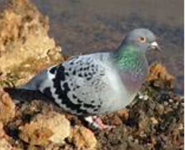 Comienzan a usarse palomas mensajeras