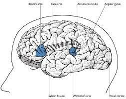 Inicio de la revolución cognitiva