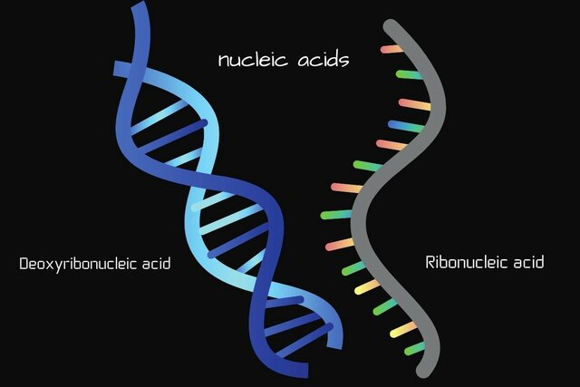 Nucleic Acids were discovered