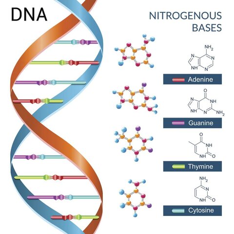 what DNA is made of and defined the unit