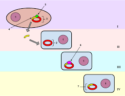 Griffith experiments