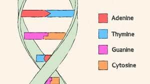 One function of DNA