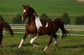 Domesticación del caballo