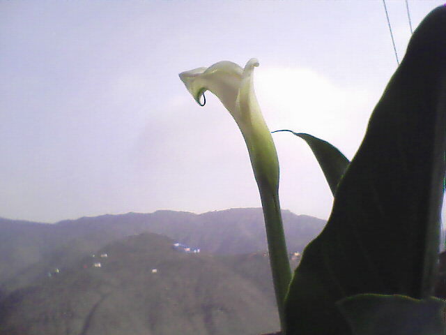 me fui hasta el cerro para tomar esta foto