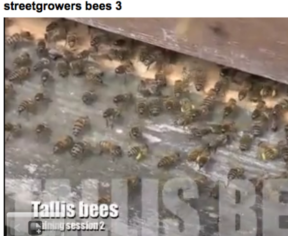 streetbees 3 : this time using voiceover the 3rd diary entry