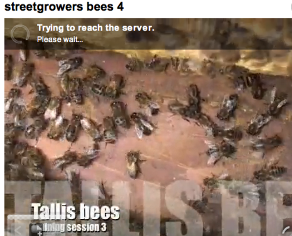 streetbees 4 : this time i needed more voiceover to tell the story as well as some pic in pic and audio music edits