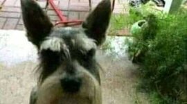 Timeline: La creación de Ivan