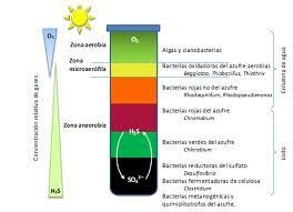 OCESOS DE LA NITRIFICACIÓN-VINOGRADSKI