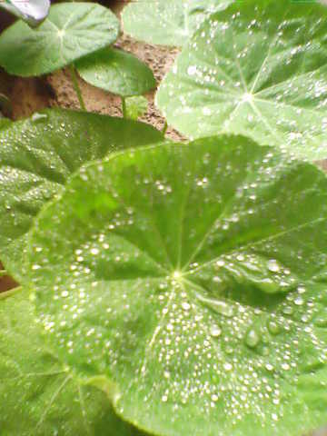 esta tambien esta bonita... con la ayuda del aguita