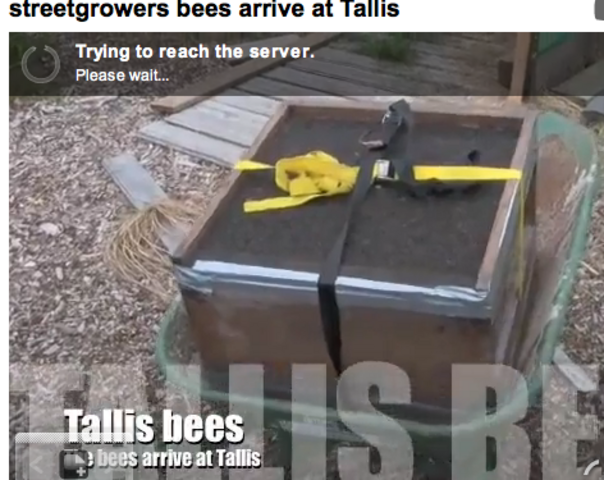 bees arrive at Tallis : this time less is more in terms of voiceover and titles