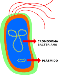 CROMOSOMAS LINEALES Y CIRCULARES