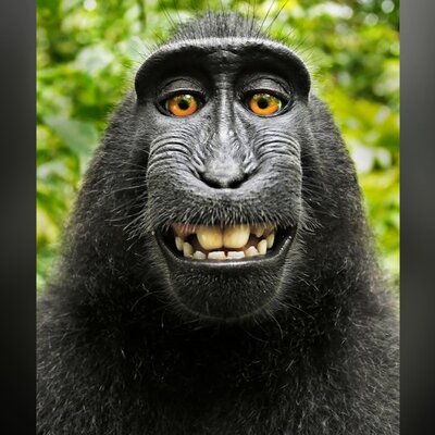 Timeline: Línea_Temporal_Gerard_Adelantado